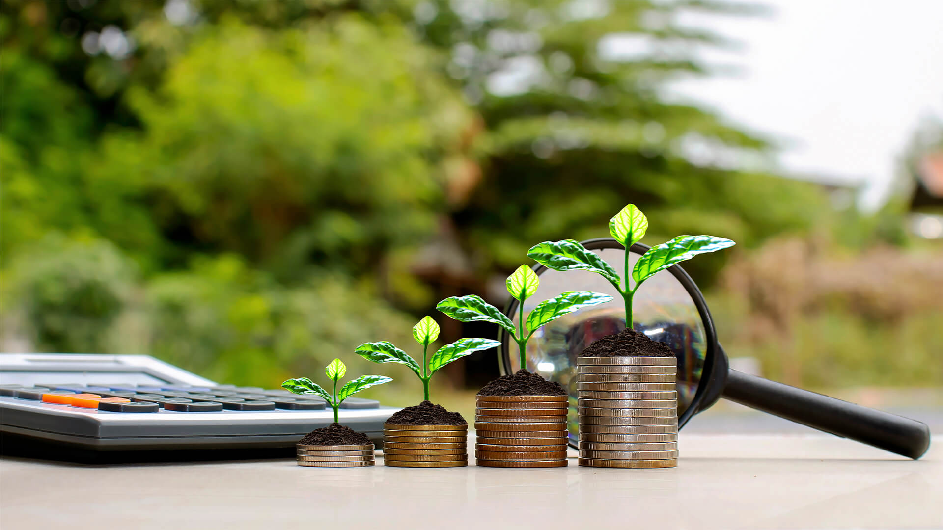 Small tree that grows on a pile of money. Financial investment ideas