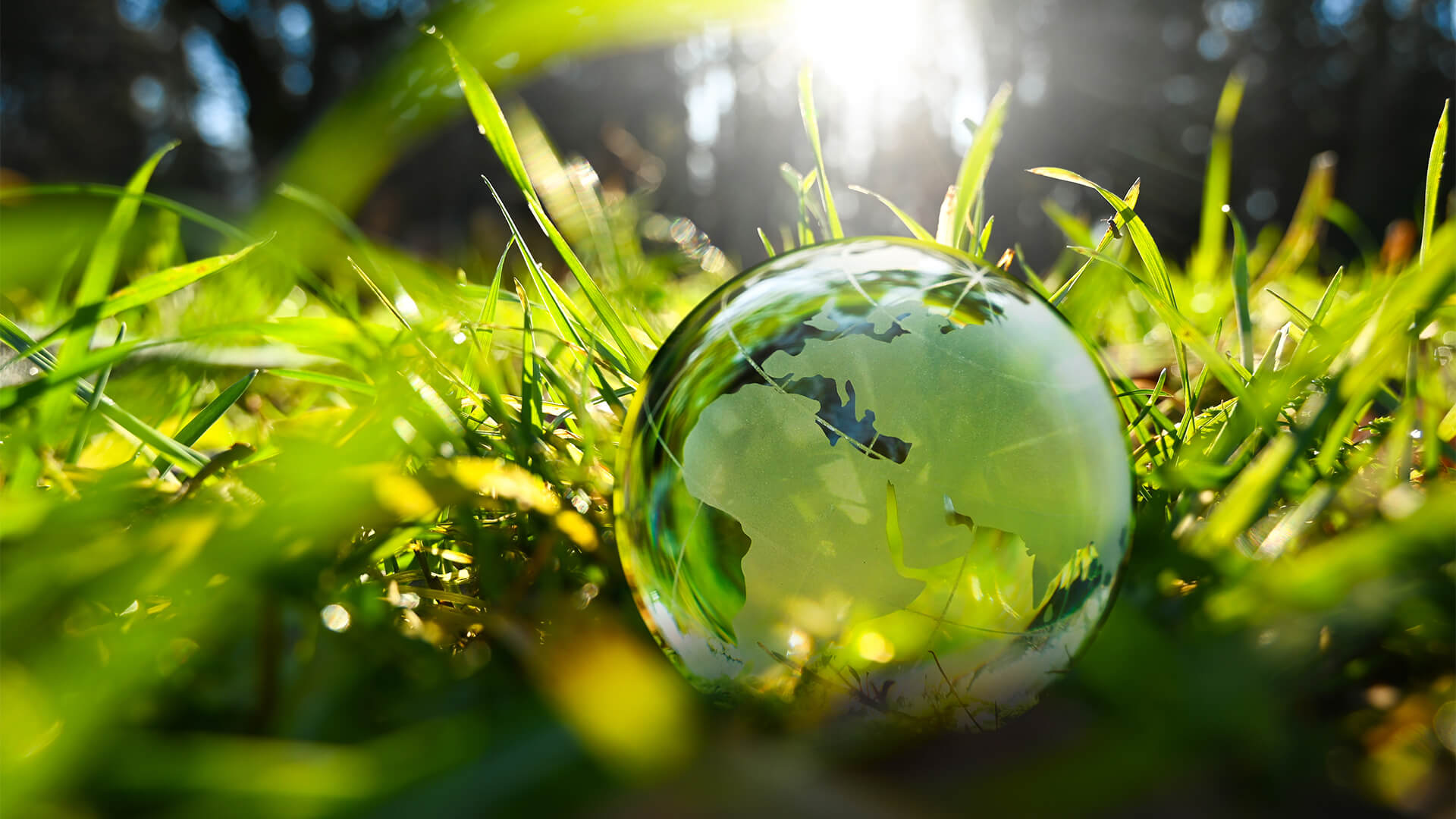 Green glass globe, earth ball with green leaves and morning sunlight - sustainable environment and ecology